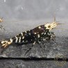 Purple Nanashi Metallic Caridina Shrimp buy now at Shrimp Cove next day delivery premium shrimp UK