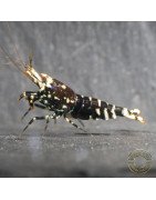 Purple Nanashi Metallic Caridina Shrimp buy now at Shrimp Cove next day delivery premium shrimp UK