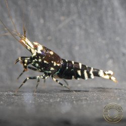 Purple Nanashi Metallic Caridina Shrimp buy now at Shrimp Cove next day delivery premium shrimp UK