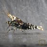 Purple Nanashi Metallic Caridina Shrimp buy now at Shrimp Cove next day delivery premium shrimp UK