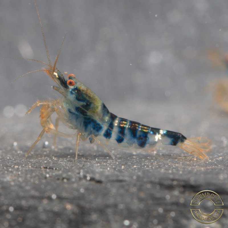 Blue Dragon | Blue Calceo Bee | Dragon shrimp Trio Caridina shrimp Auction at Shrimp Cove UK