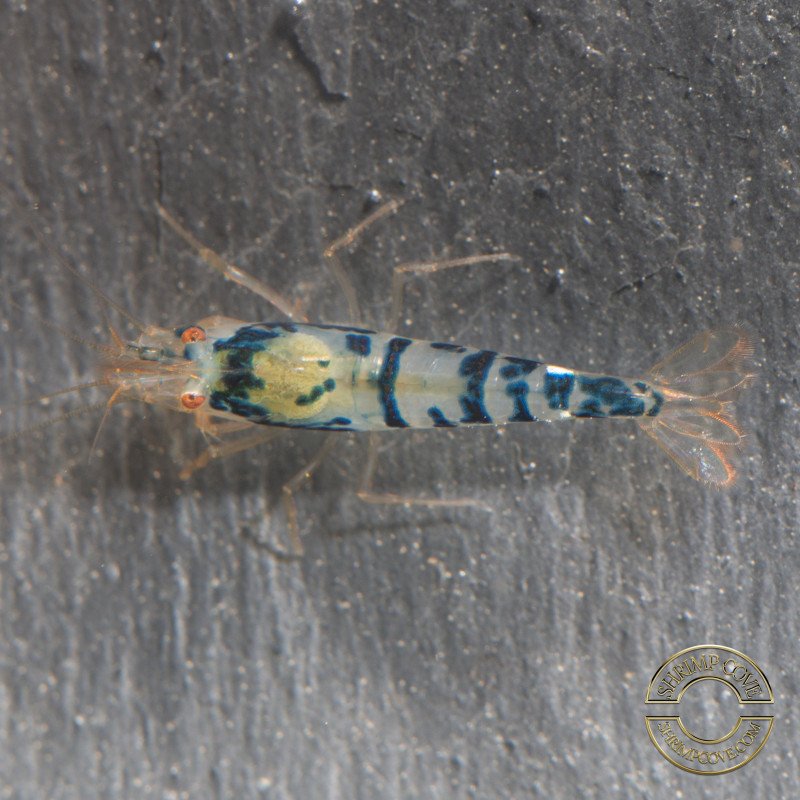 Blue Dragon | Blue Calceo Bee | Dragon shrimp Trio Caridina shrimp Auction at Shrimp Cove UK