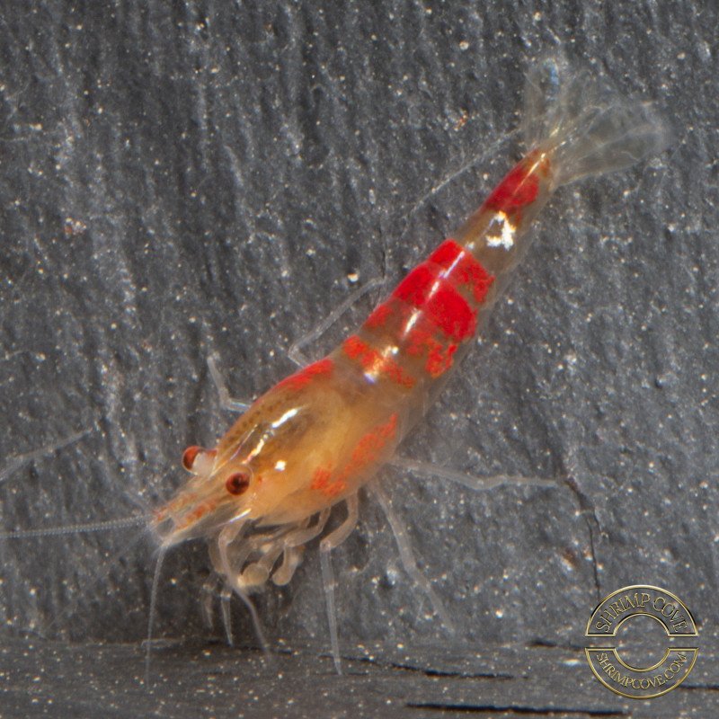 Calceo Bee Red Dragon Trio Caridina shrimp Auction at Shrimp Cove UK
