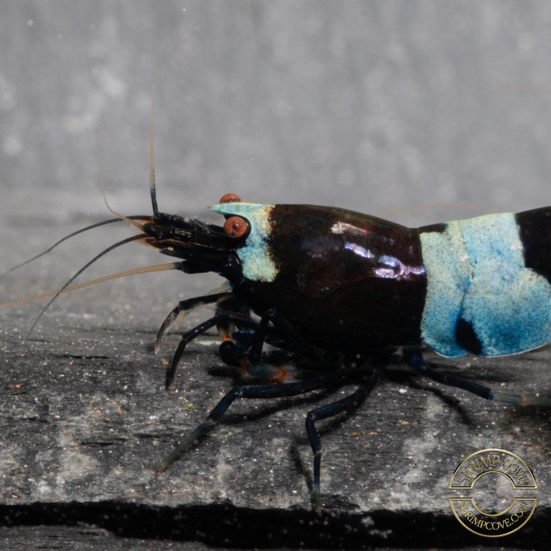 Blue Shadow panda trio x 3  Caridina shrimp Auction at Shrimp Cove UK