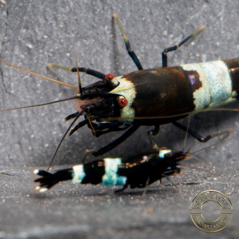 Blue Shadow panda trio x 3  Caridina shrimp Auction at Shrimp Cove UK