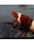Red Wine Panda Caridina Shrimp UK only the best at Shrimp Cove