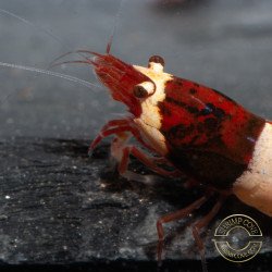 Red Wine Panda Caridian Shrimp