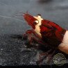 Red Wine Panda Caridian Shrimp