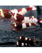 Red Wine Panda Caridina Shrimp UK only the best at Shrimp Cove
