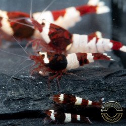 Red Wine Panda Caridian Shrimp