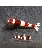 Red Wine Panda Caridina Shrimp UK only the best at Shrimp Cove