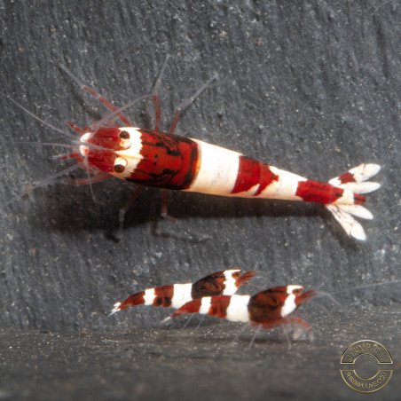 Red Wine Panda Caridian Shrimp