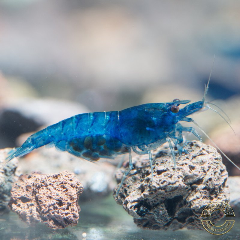 Neocaridina Auction x 5 BLUE DREAM Cherry shrimp Auction at Shrimp Cove UK ENDS SUNDAY. Runs every fortnight