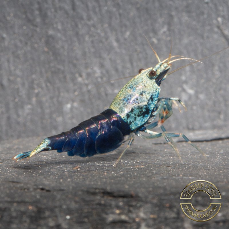 Blue Ocean Caridina shrimp Auction at Shrimp Cove UK
