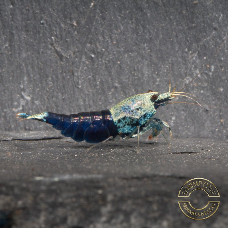Blue Ocean Caridina shrimp Auction at Shrimp Cove UK