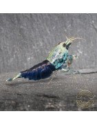 Blue Ocean Caridina Shrimp UK! freshwater Aquarium shrimp. Buy Now at Shrimp Cove here in the UK