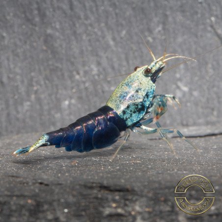 Blue Ocean Caridina Shrimp UK! freshwater Aquarium shrimp. Buy Now at Shrimp Cove here in the UK