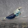 Blue Ocean Caridina Shrimp UK! freshwater Aquarium shrimp. Buy Now at Shrimp Cove here in the UK
