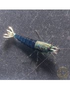 Blue Ocean Caridina Shrimp UK! freshwater Aquarium shrimp. Buy Now at Shrimp Cove here in the UK