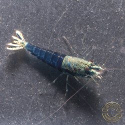 Blue Ocean Caridina Shrimp UK! freshwater Aquarium shrimp. Buy Now at Shrimp Cove here in the UK