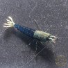 Blue Ocean Caridina Shrimp UK! freshwater Aquarium shrimp. Buy Now at Shrimp Cove here in the UK
