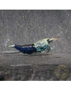 Blue Ocean Caridina Shrimp UK! freshwater Aquarium shrimp. Buy Now at Shrimp Cove here in the UK