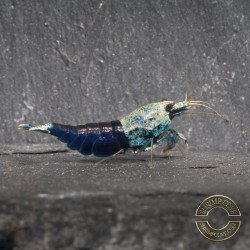 Blue Ocean Caridina Shrimp UK! freshwater Aquarium shrimp. Buy Now at Shrimp Cove here in the UK
