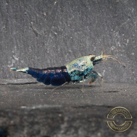 Blue Ocean Caridina Shrimp UK! freshwater Aquarium shrimp. Buy Now at Shrimp Cove here in the UK