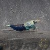 Blue Ocean Caridina Shrimp UK! freshwater Aquarium shrimp. Buy Now at Shrimp Cove here in the UK