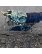 Blue Ocean Caridina Shrimp UK! freshwater Aquarium shrimp. Buy Now at Shrimp Cove here in the UK