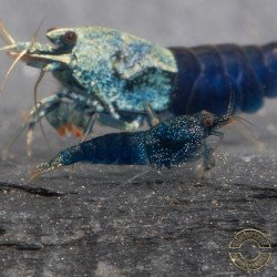Blue Ocean Caridina Shrimp UK! freshwater Aquarium shrimp. Buy Now at Shrimp Cove here in the UK