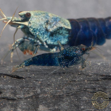 Blue Ocean Caridina Shrimp UK! freshwater Aquarium shrimp. Buy Now at Shrimp Cove here in the UK