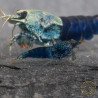 Blue Ocean Caridina Shrimp UK! freshwater Aquarium shrimp. Buy Now at Shrimp Cove here in the UK