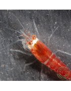 Santa Shrimp at Shrimp Cove UK