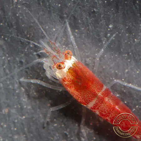 Santa Shrimp at Shrimp Cove UK