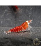 Santa Shrimp at Shrimp Cove UK