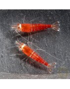 Santa Shrimp at Shrimp Cove UK