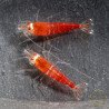 Santa Shrimp at Shrimp Cove UK