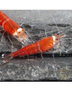 Santa Shrimp at Shrimp Cove UK