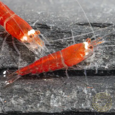 Santa Shrimp at Shrimp Cove UK