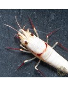 K14 Caridina Shrimp Elegant & Intricate Aquarium Beauty, Shrimp Cove you first place to go for premium shrimp