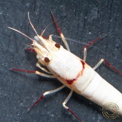 K14 Caridina Shrimp Elegant & Intricate Aquarium Beauty, Shrimp Cove you first place to go for premium shrimp