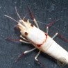 K14 Caridina Shrimp Elegant & Intricate Aquarium Beauty, Shrimp Cove you first place to go for premium shrimp