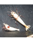 K14 Caridina Shrimp Elegant & Intricate Aquarium Beauty, Shrimp Cove you first place to go for premium shrimp
