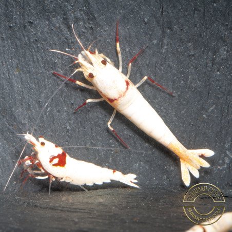 K14 Caridina Shrimp Elegant & Intricate Aquarium Beauty, Shrimp Cove you first place to go for premium shrimp