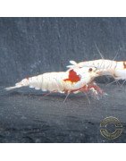 K14 Caridina Shrimp Elegant & Intricate Aquarium Beauty, Shrimp Cove you first place to go for premium shrimp