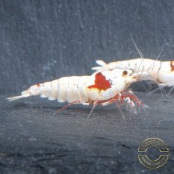 K14 Caridina Shrimp Elegant & Intricate Aquarium Beauty, Shrimp Cove you first place to go for premium shrimp
