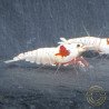 K14 Caridina Shrimp Elegant & Intricate Aquarium Beauty, Shrimp Cove you first place to go for premium shrimp