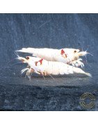 K14 Caridina Shrimp Elegant & Intricate Aquarium Beauty, Shrimp Cove you first place to go for premium shrimp
