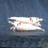K14 Caridina Shrimp Elegant & Intricate Aquarium Beauty, Shrimp Cove you first place to go for premium shrimp